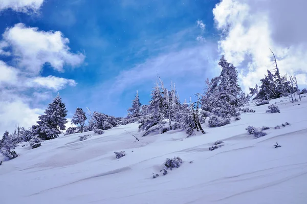 Pokryte Śniegiem Świerk Drzewa Zimą Karkonoszach Polsce — Zdjęcie stockowe