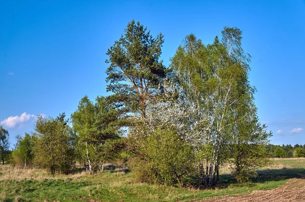 波兰春天的草地和开花的树木 — 图库照片