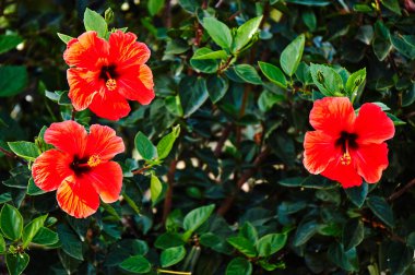 Yunanistan 'ın Kos adasında güzel kırmızı Hibiscus çiçekleri