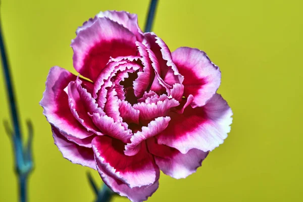 Detalle Flor Clavel Rosa Sobre Fondo Amarillo — Foto de Stock