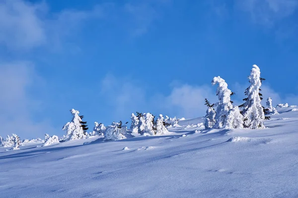 Enterré Dans Forêt Neige Dans Les Monts Géants Pologne — Photo