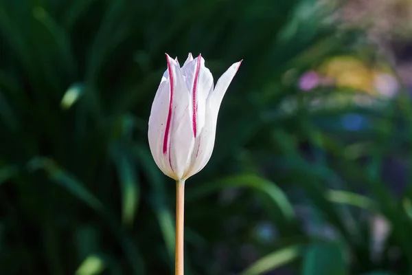 Tulipán Blanco Con Bordes Rojos Primavera Jardín —  Fotos de Stock