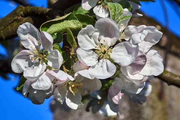 Träd Med Vita Blommor Mot Himlen Våren Polen — Stockfoto