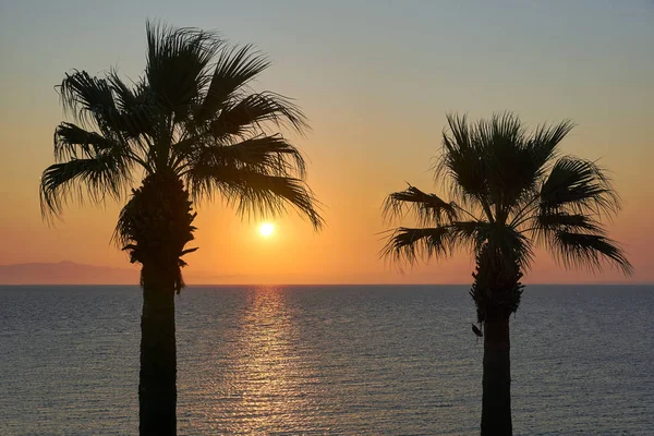 Palm trees at sunrise on the coast of the island of Zakynthos in Greece
