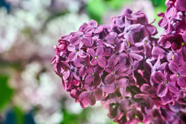 Baharda bahçede açan leylak çiçeğinin ayrıntıları