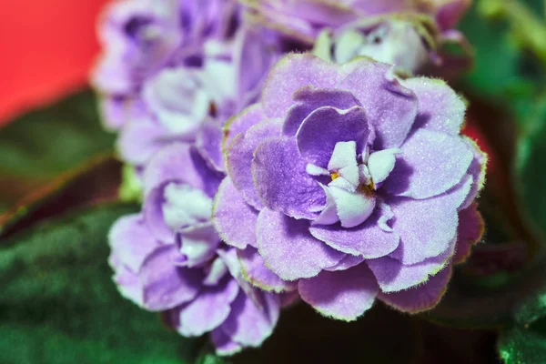 一朵盛开的非洲紫罗兰盆花的细节 — 图库照片