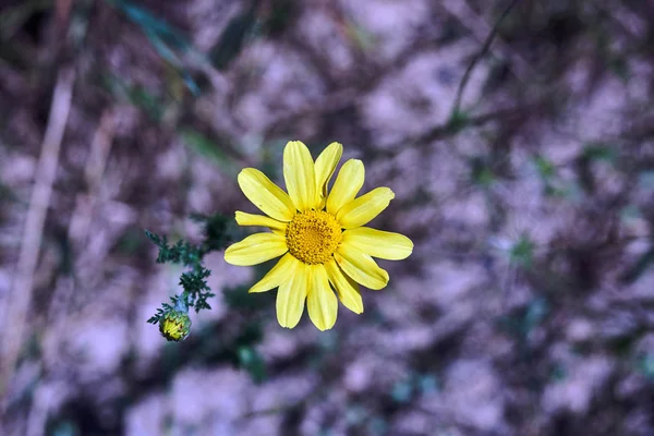 Sarı Yaz Çiçekleri Talya Daki Çayırlarda Doronicum — Stok fotoğraf