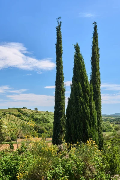 Landskap med cypresser i Toscana, Italien — Stockfoto