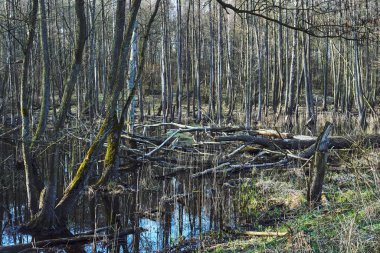 Polonya 'da yaprak döken bir ormanda bahar üstüne durgun sular eriyor.