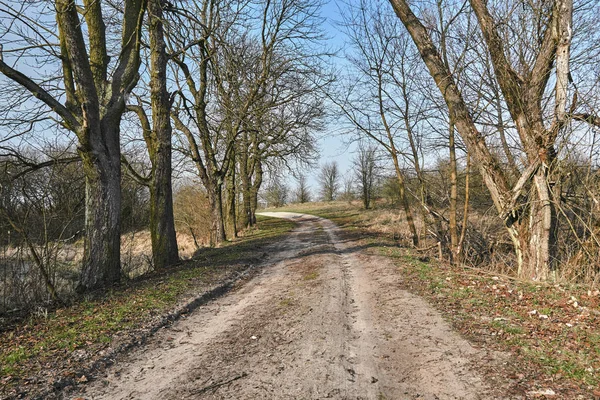 Árboles Creciendo Largo Camino Tierra Polonia — Foto de Stock