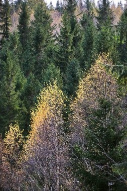 Polonya 'da sonbahar boyunca Karkonosze Dağları' ndaki kozalaklı bir ormanın arka planında yeşil huş yaprağı var.