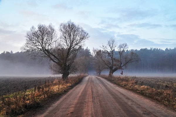 Toprak Yol Sis Polonya Forest Yakınındaki Willow — Stok fotoğraf