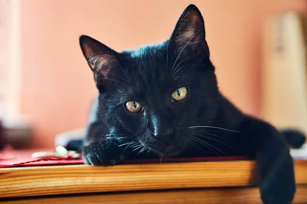 Porträt Einer Jungen Europäischen Katze Mit Schwarzem Haar — Stockfoto