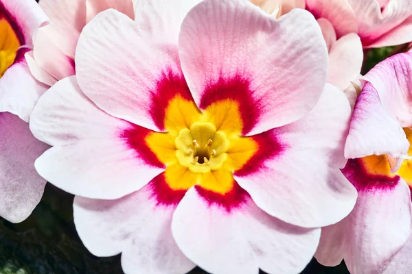 Szczegóły Bukiet Kwiat Pierwiosnka Garnku — Zdjęcie stockowe