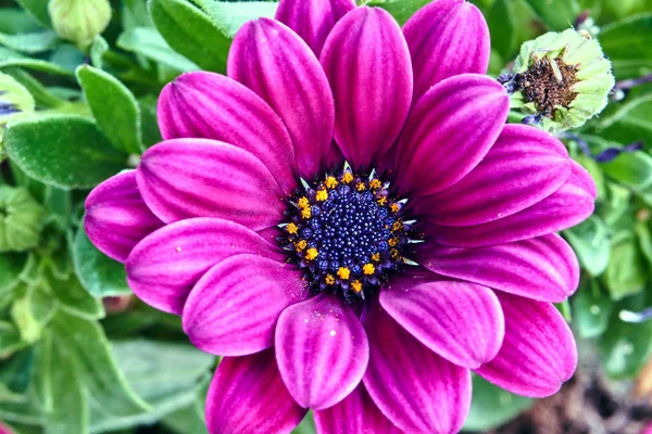 Wszystko Piękne Kolorowe Gerbery Kwiat — Zdjęcie stockowe