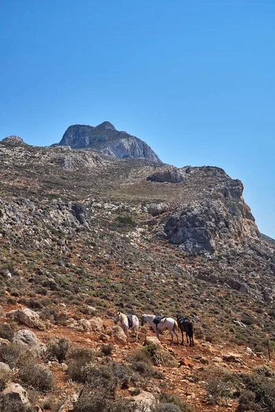 Sadelhästar Som Vilar Bergssluttning Kreta — Stockfoto