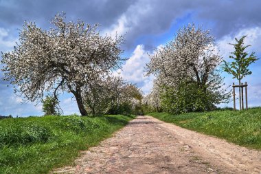 Polonya 'da baharda toprak, asfalt yol ve çiçek açan meyve ağaçları