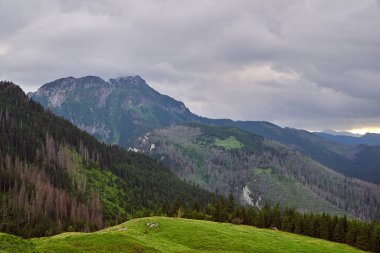 Polonya 'daki Tatry dağlarındaki çimenli vadi ve dağ tepeleri kireçtaşı kayalarla kaplı.