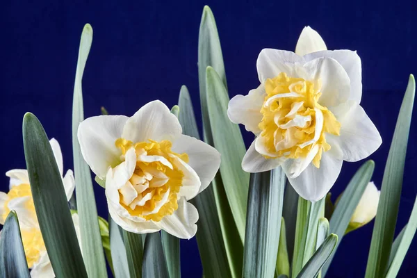 ポーランドで 白と黄色の水仙花のクローズ アップ — ストック写真