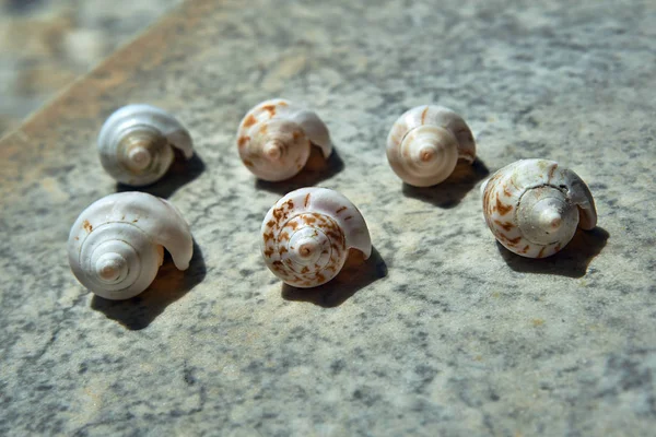 五彩缤纷的海贝壳作为节日纪念品 — 图库照片