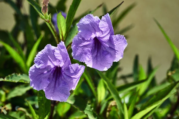 Kvetoucí Květiny Bezvodé Řeckém Ostrově Rhodos — Stock fotografie