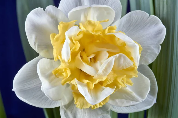 Beyaz Sarı Nergis Çiçek Polonya Closeup — Stok fotoğraf