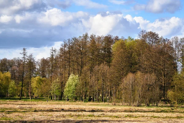 Glade Lombhullató Erdő Kora Tavasszal Lengyelországban — Stock Fotó