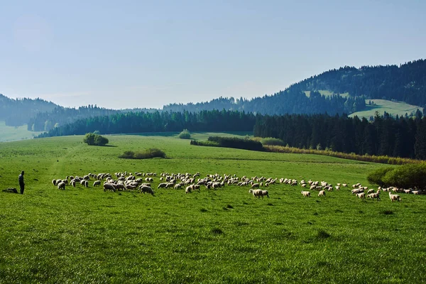 Polonya Pieniny Dağlarda Koyun Sürüsü — Stok fotoğraf