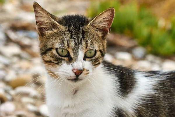 Grigio Bianco Giovane Gatto Europeo Grecia — Foto Stock