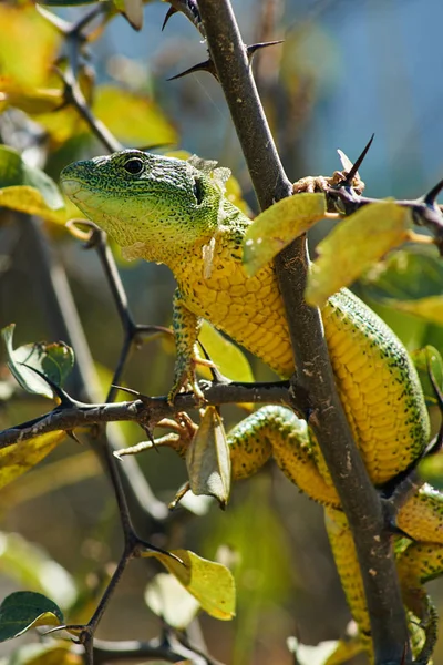 Greek Rock Lizard Tree Greece — Stock Photo, Image