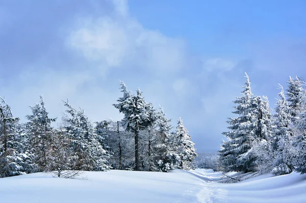 Procházková Stezka Pod Sněhem Jizerských Horách Polsku — Stock fotografie