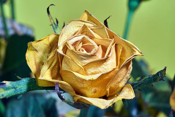 Hermosa Flor Rosa Amarilla Sobre Fondo Amarillo —  Fotos de Stock