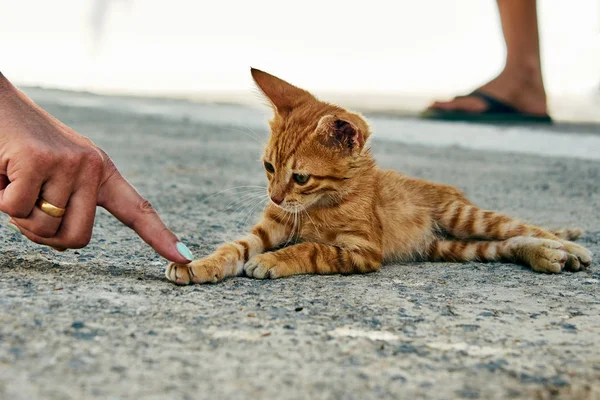 Female Hand Young Tiny Red Cat Island Crete Greece — Stock Photo, Image