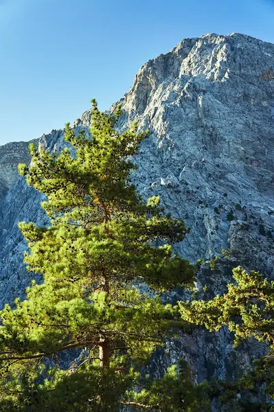 Pine Cones White Mountains Island Crete — Stock Photo, Image
