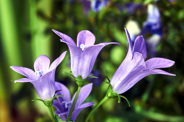 Szczegóły Purpurowe Kwiaty Campanula Lub Dzwonek — Zdjęcie stockowe