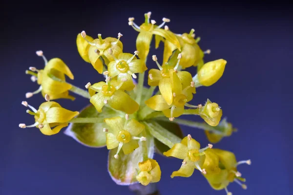 Bruxa Botões Amarelos Flores Primavera — Fotografia de Stock