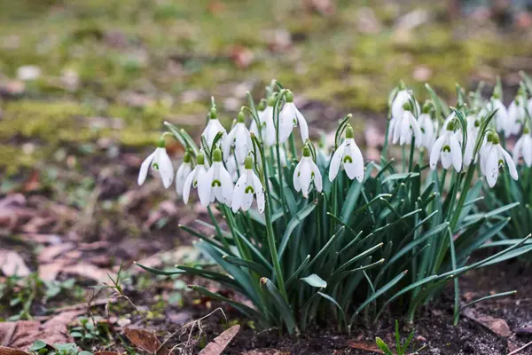 Grupa Białych Kwiatów Śniegu Wiosną Łące Polsce — Zdjęcie stockowe