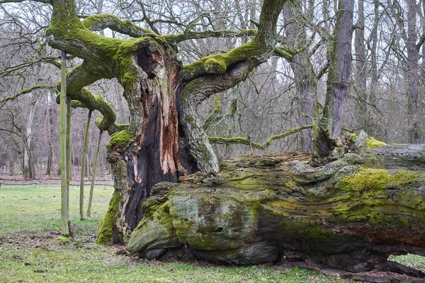 Tronc Cassé Huit Cents Ans Chêne Historique Sur Une Prairie — Photo