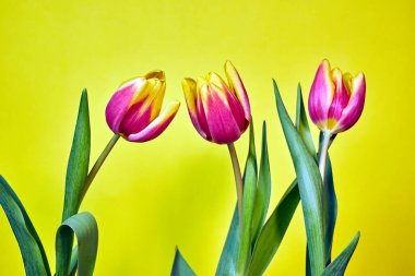 Sarı arka planda bir dizi kırmızı lale.