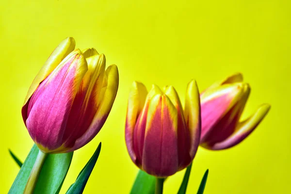 Una Serie Tulipanes Rojos Sobre Fondo Amarillo — Foto de Stock