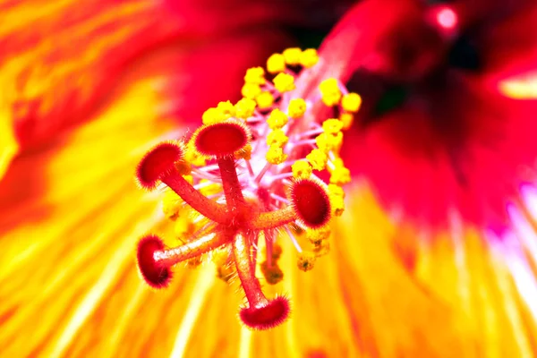 Zbliżenie Końca Pręta Kwitnącym Czerwonym Kwiacie Hibiskusa — Zdjęcie stockowe