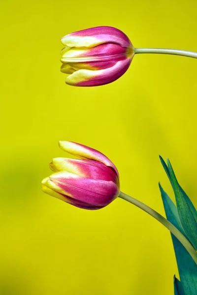 Dos Tulipanes Rojos Sobre Fondo Amarillo —  Fotos de Stock