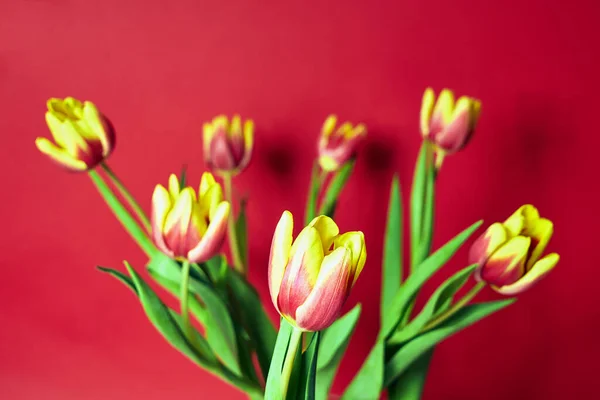 Hermoso Ramo Tulipanes Rojos Sobre Fondo Rojo — Foto de Stock