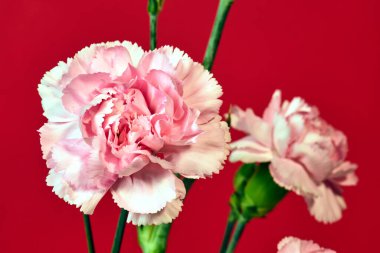 Güzel, pembe karanfil çiçeği kırmızı arka planda çiçek açıyor.