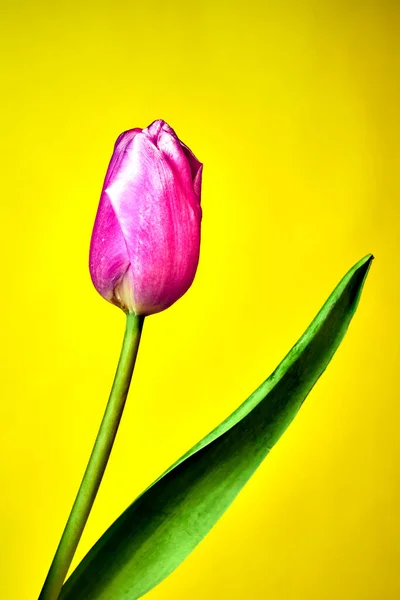 Sarı Arka Planda Güzel Pembe Lale Çiçeği — Stok fotoğraf