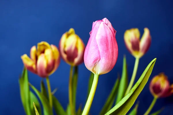 Hermosa Flor Tulipán Rosa Sobre Fondo Azul —  Fotos de Stock