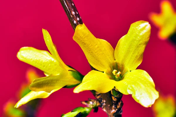 Цветущий Желтый Цветок Форсайта Красном Фоне — стоковое фото