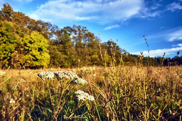 Květiny Yarrow Bylin Během Podzimu Louce Polsku — Stock fotografie