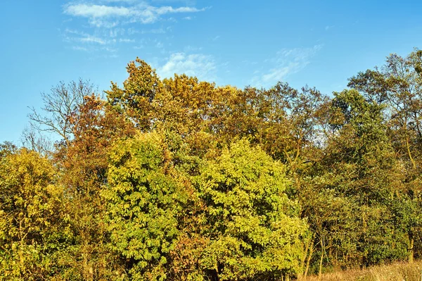 Pradera Árboles Con Hojas Coloridas Durante Otoño Polonia —  Fotos de Stock