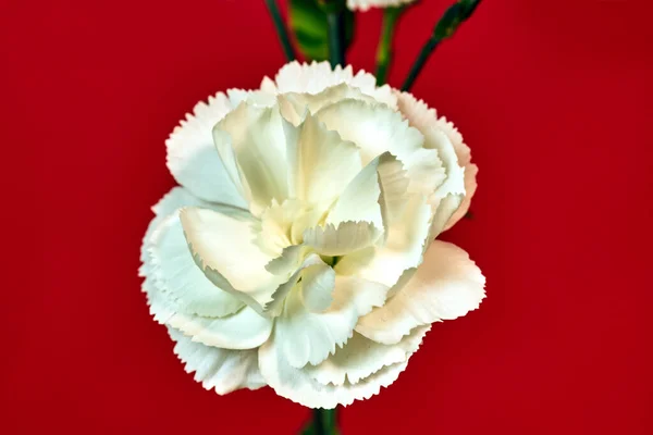 Belle Fleur Oeillet Blanche Fleurissant Sur Fond Rouge — Photo